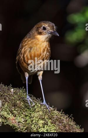 Un Tawny Antpitta (Grallaria quitensis) al Termales del Ruiz Hotel situato a 10.500 piedi nelle Ande nutrendosi di una testa di persona - Colombia Foto Stock