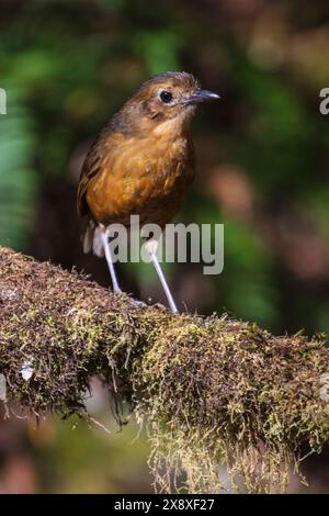 Un Tawny Antpitta (Grallaria quitensis) al Termales del Ruiz Hotel situato a 10.500 piedi nelle Ande nutrendosi di una testa di persona - Colombia Foto Stock