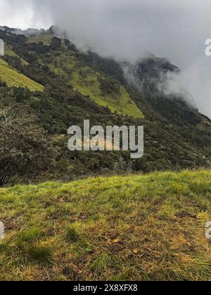 Pascoli e foreste di vacche verdi crescono a 10.500 metri nelle Ande colombiane sotto Nevado del Ruiz - Colombia Foto Stock