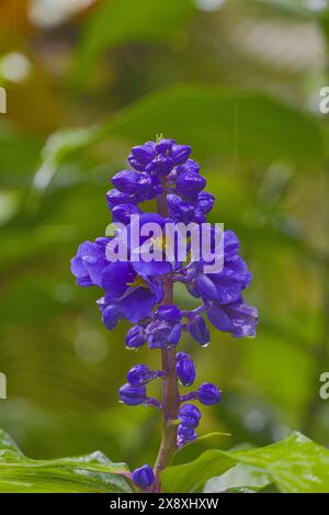 Giardino botanico Hilo a Big Island, Hawaii. Foto Stock