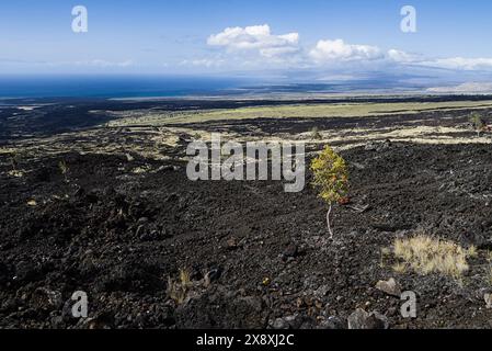 Vista sulla costa di Big Island, Hawaii. Foto Stock