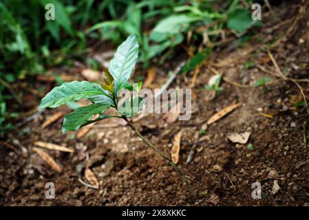 Giovane impianto di caffè arabica in una fattoria situata a circa 900 metri sul livello del mare a Cianjur, Giava occidentale, Indonesia. Foto Stock