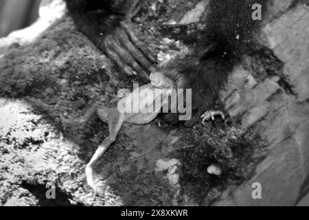 Un esemplare giovanile di Macaca nigra Sulawesi possiede una specie non identificata di rana nella foresta di Tangkoko, Indonesia. Foto Stock