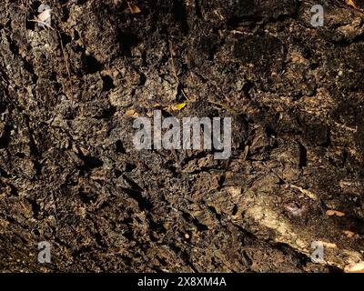 Consistenza ruvida della superficie di un grosso tronco di un vecchio albero Foto Stock