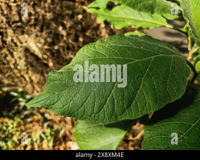 Primo piano della struttura a foglia verde con sfondo sfocato di foglie e tronco di albero Foto Stock