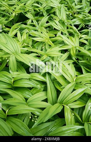 Tappeto di foca stellata di Salomone con fiori bianchi in fiore, North Fork Sauk River Trailhead, Darrington, Washington Cascades, Washington Foto Stock