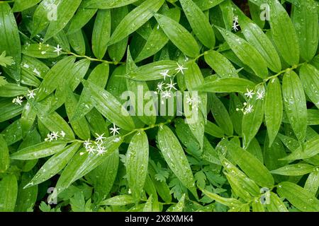 Tappeto di foca stellata di Salomone con fiori bianchi in fiore, North Fork Sauk River Trailhead, Darrington, Washington Cascades, Washington Foto Stock