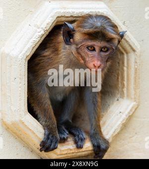 Toque Macaque Monkey, Sri Lanka. Foto Stock