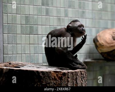 Berlino, Germania. 27 maggio 2024. Una scimmia in un recinto dello zoo di Berlino. Crediti: Alina Schmidt/dpa/Alamy Live News Foto Stock