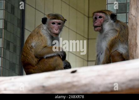 Berlino, Germania. 27 maggio 2024. Due scimmie in un recinto dello zoo di Berlino. Crediti: Alina Schmidt/dpa/Alamy Live News Foto Stock