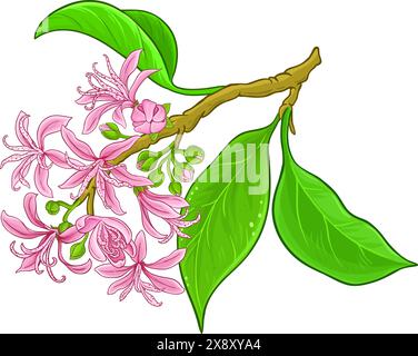 Illustrazione dettagliata colorata del ramo Calodendrum. Illustrazione Vettoriale