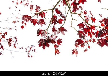 Foglie d'acero rosso isolate su sfondo bianco, foto naturale con messa a fuoco morbida selettiva Foto Stock