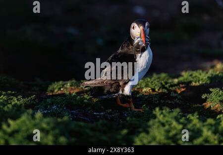 Una puffin atlantica (Fratercula arctica) con un becco pieno di cicerelle a Skomer, un'isola sulla costa del Pembrokeshire, Galles, Regno Unito, famosa per la fauna selvatica Foto Stock