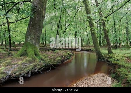 New Forest River a Springtime Foto Stock