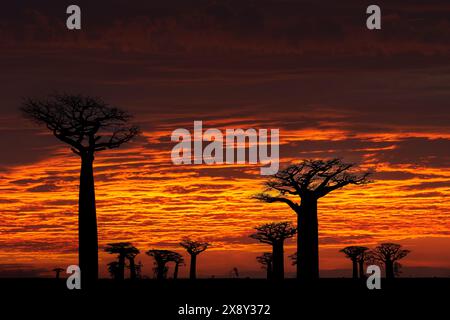 Paesaggio del Madagascar, tramonto rosso baobat. Lley dei Baobab dal Madagascar. Il più famoso luogo tipico l'allée des baobab, strada di ghiaia con giorno di sole Foto Stock