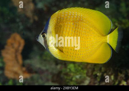 Klein's Butterfly o Sunburst Butterflyfish, Chaetodon kleinii, Chaetodontidae, Watamu Marine National Park & Reserve, Kenya, Africa Foto Stock