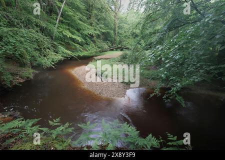 Un fiume che scorre attraverso un'apertura nella New Forest con alberi che mostrano foglie di balestra. Piccole spiagge di ciottoli definiscono le curve del fiume Foto Stock