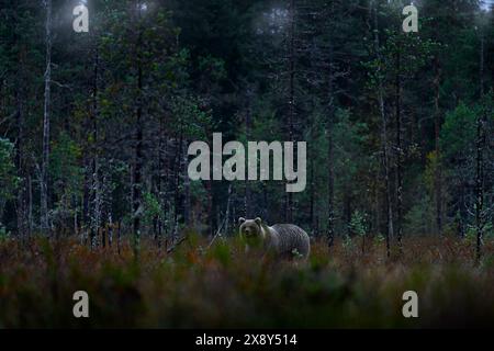 Natura notturna con orso nascosto nella foresta. Bellissimo orso bruno che cammina intorno al lago con colori autunnali. Animale pericoloso, legno nebbioso scuro e prato Foto Stock