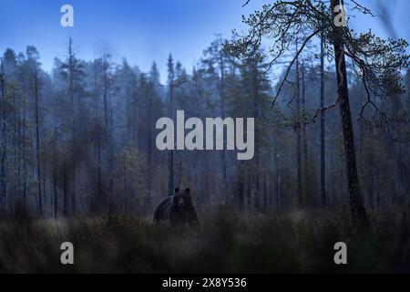 Natura notturna con orso nascosto nella foresta. Bellissimo orso bruno che cammina intorno al lago con colori autunnali. Animale pericoloso, legno nebbioso scuro e prato Foto Stock