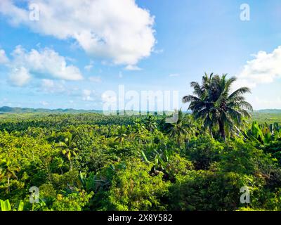 Terrazza panoramica degli alberi di cocco a Siargao, Surigao del Norte, Filippine. Foto Stock