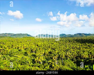 Terrazza panoramica degli alberi di cocco a Siargao, Surigao del Norte, Filippine. Foto Stock