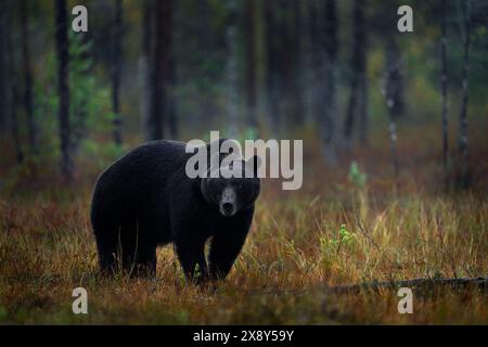 Natura notturna con orso nascosto nella foresta. Bellissimo orso bruno che cammina intorno al lago con colori autunnali. Animale pericoloso, legno nebbioso scuro e prato Foto Stock