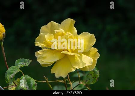 Nancy, Francia - Vista su un fiore giallo di una rosa 'docce dorate' in un giardino botanico di Nancy. Foto Stock