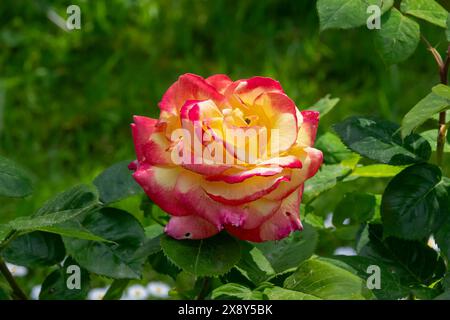 Nancy, Francia - Vista su un fiore giallo e rosso di una rosa "Pullman Orient Express" in un giardino botanico di Nancy. Foto Stock