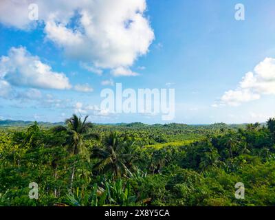 Terrazza panoramica degli alberi di cocco a Siargao, Surigao del Norte, Filippine. Foto Stock