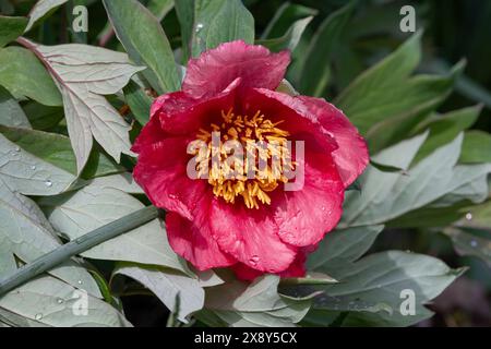 Nancy, Francia - concentrati su un fiore rosa di peonia con gocce d'acqua in un giardino botanico di Nancy. Foto Stock