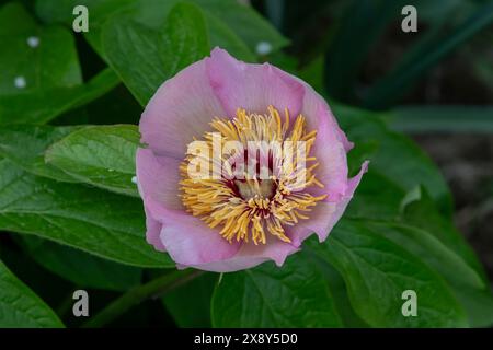 Nancy, Francia - concentrati su un fiore rosa di Peony 'mai Fleuri' in un giardino botanico di Nancy. Foto Stock