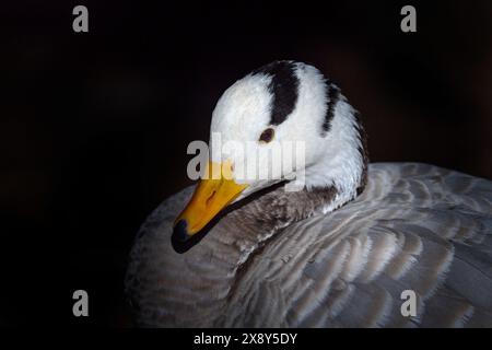 Oca con testa da bar, Anser indicus, uccello nero bianco grigio nell'habitat naturale. Dettaglio ritratto ravvicinato dell'anatra selvatica, India. Fauna selvatica asiatica. Testa da bar Foto Stock