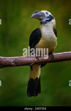 Carnacchino Visayan, Penelopides panini. Uccello di becco grosso nelle foreste pluviali, Filippine in Asia. Hornbill, dettaglio ravvicinato della giungla tropicale. Fauna selvatica in Asia. Foto Stock