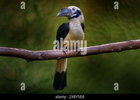 Carnacchino Visayan, Penelopides panini. Uccello di becco grosso nelle foreste pluviali, Filippine in Asia. Hornbill, dettaglio ravvicinato della giungla tropicale. Fauna selvatica in Asia. Foto Stock