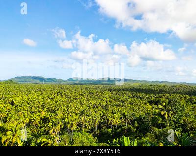Terrazza panoramica degli alberi di cocco a Siargao, Surigao del Norte, Filippine. Foto Stock