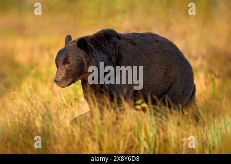 Natura notturna con orso nascosto nella foresta. Bellissimo orso bruno che cammina intorno al lago con colori autunnali. Animale pericoloso, legno nebbioso scuro e prato Foto Stock