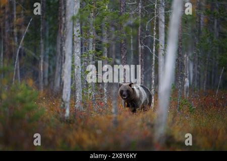 Natura notturna con orso nascosto nella foresta. Bellissimo orso bruno che cammina intorno al lago con colori autunnali. Animale pericoloso, legno nebbioso scuro e prato Foto Stock