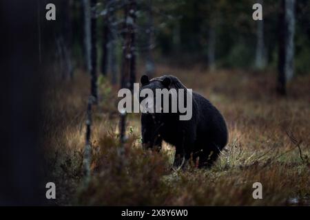 Natura notturna con orso nascosto nella foresta. Bellissimo orso bruno che cammina intorno al lago con colori autunnali. Animale pericoloso, legno nebbioso scuro e prato Foto Stock