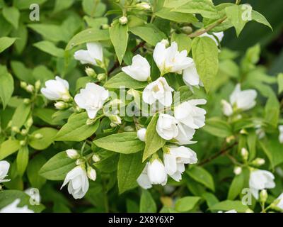 Un gruppo di doppi fiori bianchi dell'arbusto Filadelfo a bassa crescita "Manteau d'Hermine" Foto Stock