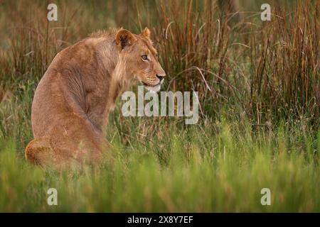 Giovane maschio di leone Okavango, Zambia widlife. Grande gatto in Africa. Leone africano nell'erba. In viaggio in africa. Criniera di leone corta. Foto Stock