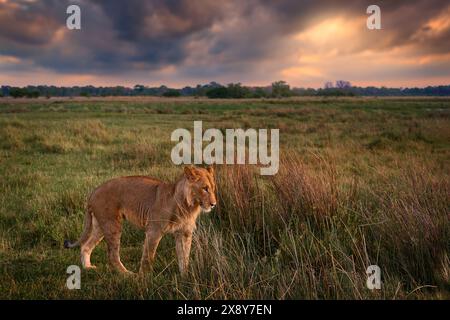 Giovane maschio di leone Okavango, Botswana widlife. Grande gatto in Africa. Tramonto serale, nuvole di tempesta nel cielo. Obiettivo grandangolare per foto di paesaggi naturali. Foto Stock