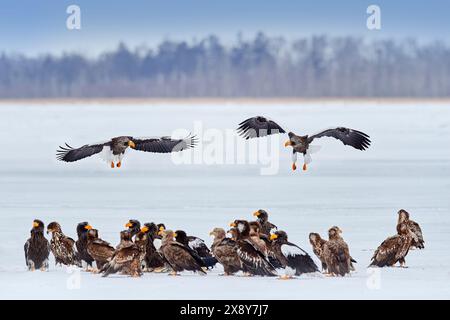 Gruppo di aquile sul lago invernale. Gli uccelli marini di Steller nutrono i pesci nel lago di neve. Comportamento degli animali in inverno.aquile, Haliaeetus pelagicus di Hokkaido, Foto Stock