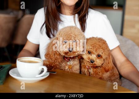 Due piccoli cani da barboncino seduti al tavolo nel ristorante con una tazza di caffè. Rapporto tra persone e animali domestici in un bar in cui sono ammessi gli animali domestici. Foto Stock