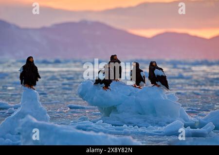 Alba invernale con aquila. Aquila di mare di Steller, Haliaetus pelagicus, alba del mattino, Hokkaido, Giappone. Aquila galleggia in mare su ghiaccio. Comportamento della fauna selvatica Foto Stock