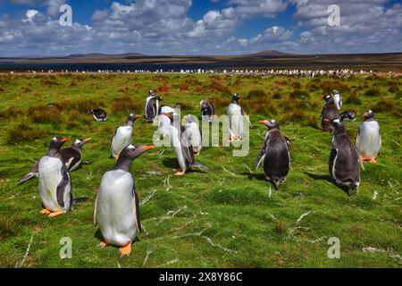 Comportamento di nidificazione degli uccelli. Gruppo di pinguini nell'erba verde. Pinguini di Gentoo con cielo blu e nuvole bianche nell'habitat naturale, l'isola di Falkland. Foto Stock