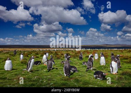 Comportamento di nidificazione degli uccelli. Gruppo di pinguini reali nell'erba verde. Pinguini di Gentoo con cielo blu e nuvole bianche nell'habitat naturale, Falkland ISL Foto Stock