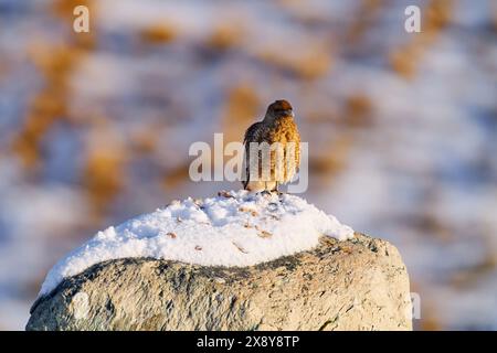 Chimango caracara, Phalcoboenus chimango, uccelli rapaci seduti sulla pietra con la pietra. Falco chimango selvatico nell'habitat naturale, Torres del Pine NP Foto Stock