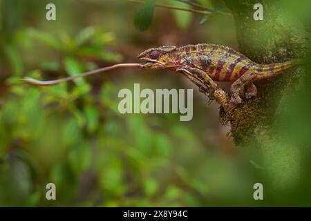 Il camaleonte Panther cattura insetto sul ramo d'albero, Furcifer pardalis, seduto nell'habitat naturale, Ranomafana NP. Lizard endemica del Madagascar. Foto Stock