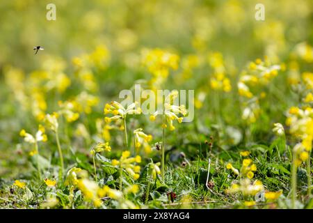 Primula veris, la carovana, la carovana comune o la carovana che cresce vicino a Shell Bay Fife, Scozia Foto Stock