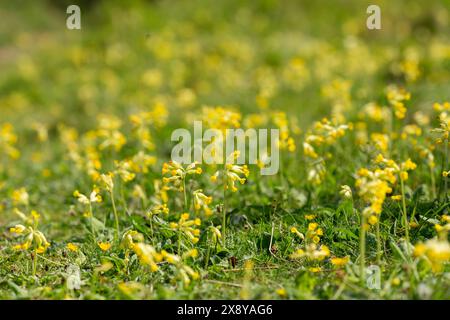 Primula veris, la carovana, la carovana comune o la carovana che cresce vicino a Shell Bay Fife, Scozia Foto Stock